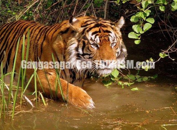 One Day Sundarban National Park Water Safari Tour from Kolkata via Godkhali