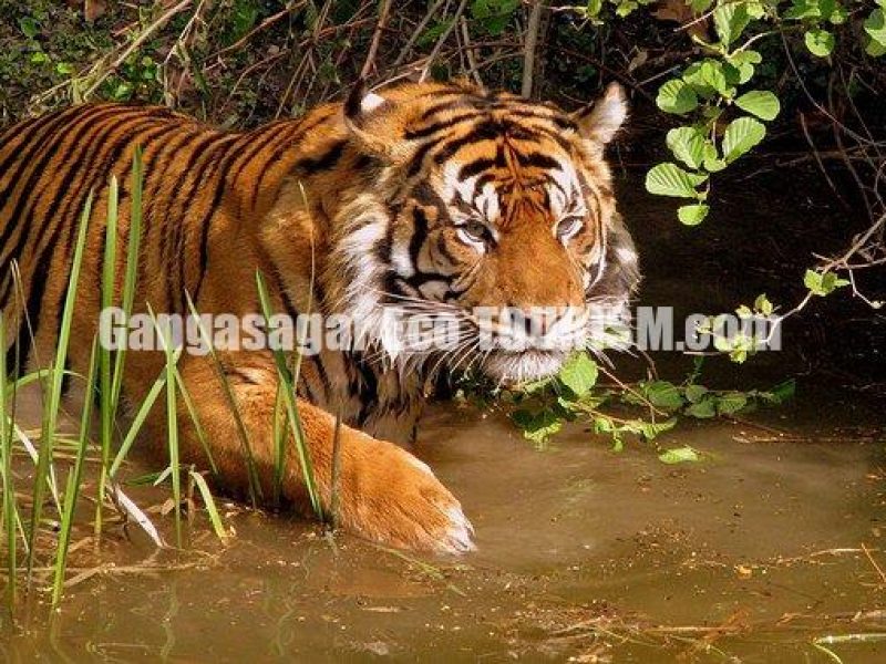 One Day Sundarban National Park Water Safari Tour from Kolkata via Godkhali