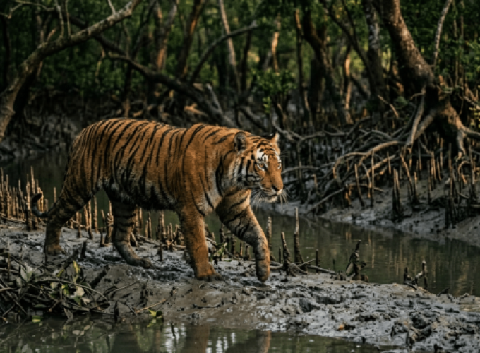 Sundarban 2-Days Tour Package from Kolkata