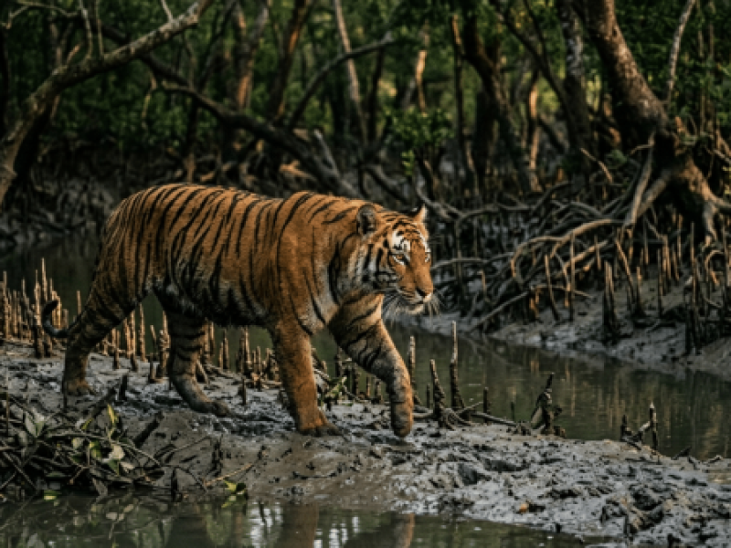 Sundarban 2-Days Tour Package from Kolkata
